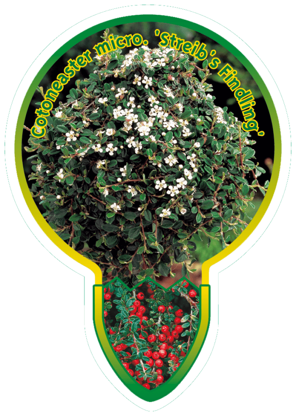 Cotoneaster Micr. 'Streib's Findling'