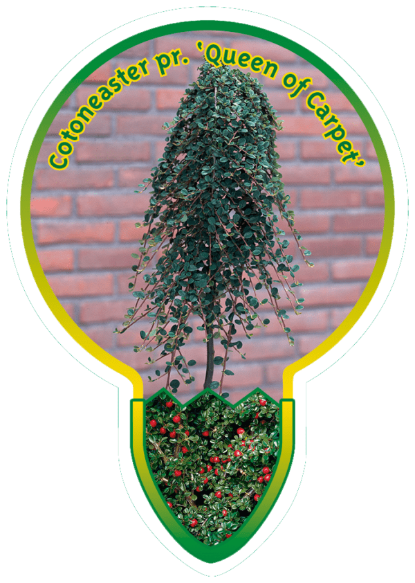 Cotoneaster Pr. 'Queen of Carpet'