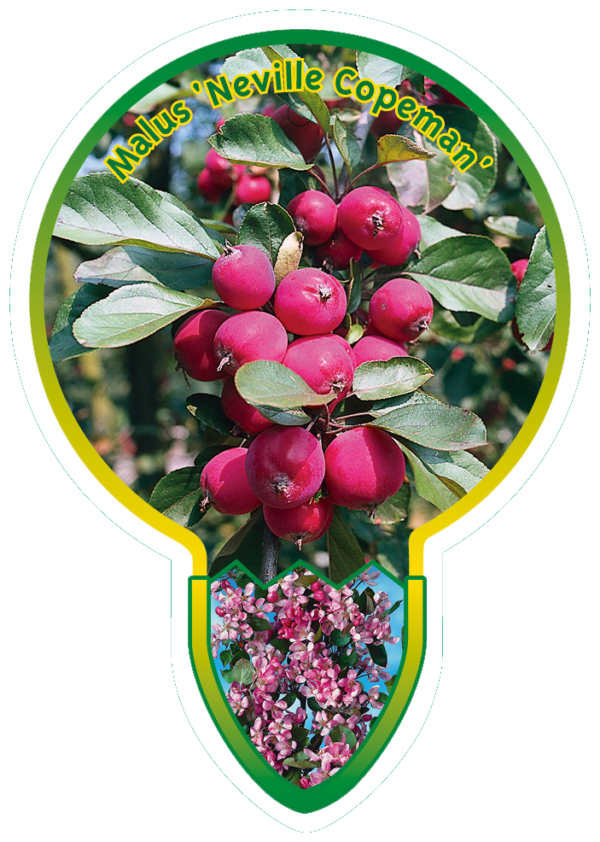 Malus 'Neville Copeman'