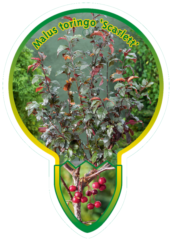 Malus Toringo 'Scarlett'