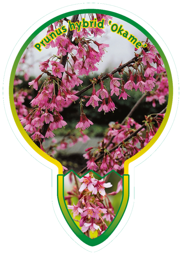 Prunus Hybrid 'Okame'