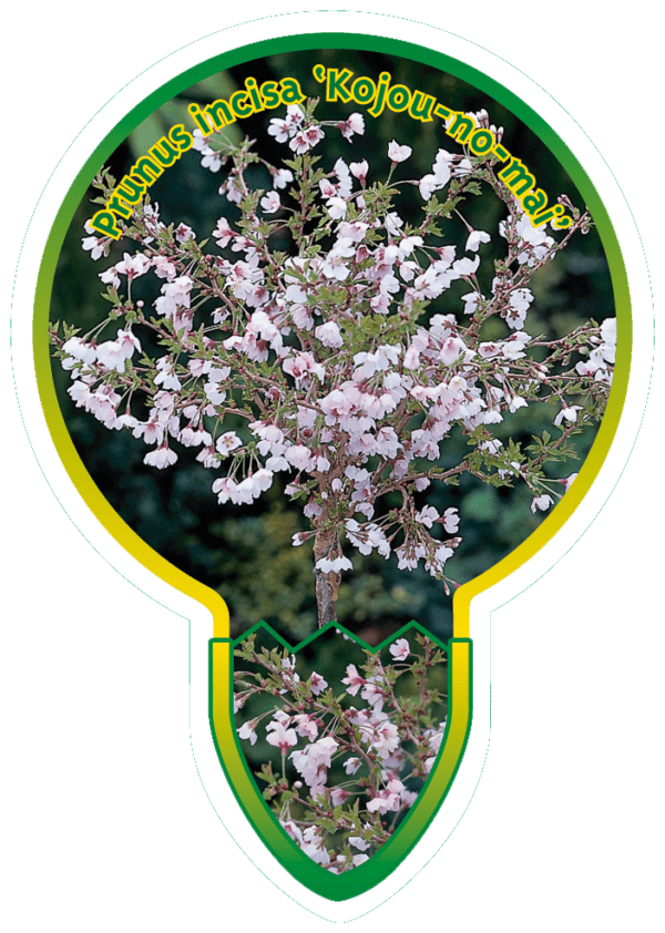 Prunus Incisa 'Kojou-No-Mai'