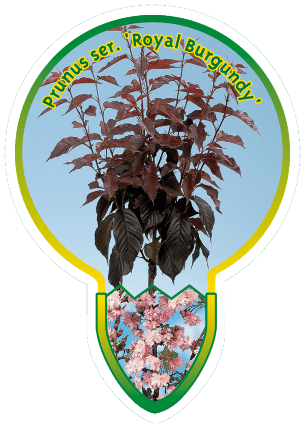 Prunus Ser. 'Royal Burgundy'