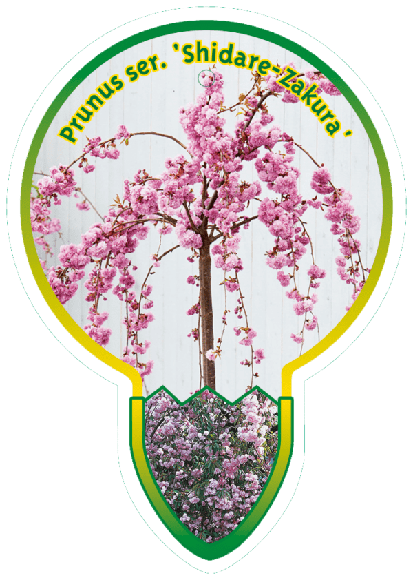 Prunus Ser. 'Shidare-Zakura'