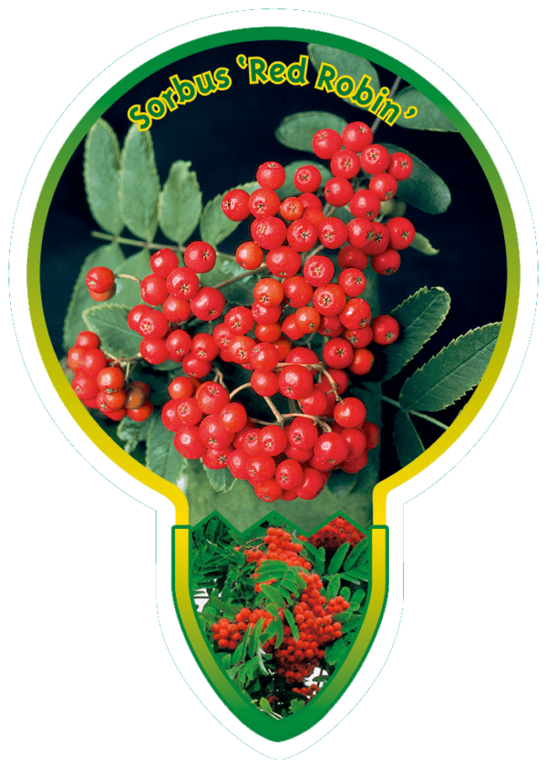 Sorbus 'Red Robin'