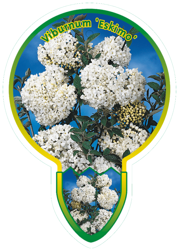 Viburnum 'Eskimo'